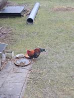 Gratis haan, Dieren en Toebehoren