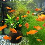 xypho orange, Animaux & Accessoires, Poissons | Poissons d'aquarium, Poisson, Poisson d'eau douce, Banc de poissons