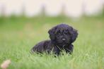Toy Poedel - Mini Dwergpoedel puppy's, Belgisch Erkend Poede, Meerdere, 8 tot 15 weken, Meerdere dieren, België