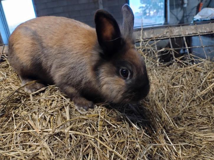 Dwergkonijntje, 9 maanden oud, man, Animaux & Accessoires, Lapins, Nain, Mâle, 0 à 2 ans