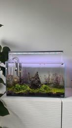 Compleet aquarium, Dieren en Toebehoren, Vissen | Aquaria en Toebehoren, Ophalen