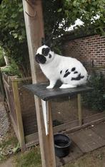 Kleurdwerg ( Lotharinger ), Mannelijk, Dwerg, 0 tot 2 jaar