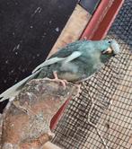 Kakariki pop, Dieren en Toebehoren, Vrouwelijk, Parkiet, Geringd