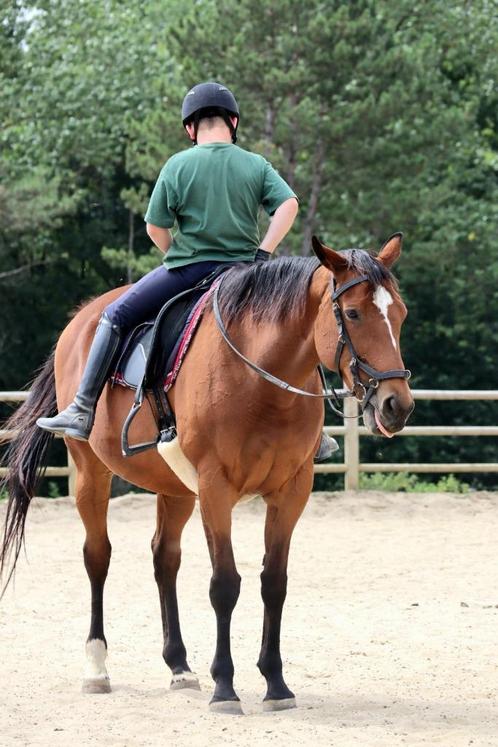 Weidemaatje aangeboden ter adoptie, Dieren en Toebehoren, Paarden, Merrie, Niet van toepassing, 165 tot 170 cm, 11 jaar of ouder