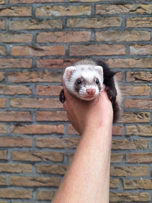 Jonge handtamme fretjes beschikbaar, verschillende kleurtjes, Dieren en Toebehoren, Overige Dieren, Mei