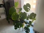 Monstera plant, Huis en Inrichting, Kamerplanten, Ophalen