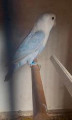 Fischeri dilute, Dieren en Toebehoren, Vogels | Parkieten en Papegaaien, Meerdere dieren, Dwergpapegaai of Agapornis, Geringd