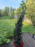 Laurier struik, Tuin en Terras, Ophalen, Laurier, Struik, 100 tot 250 cm