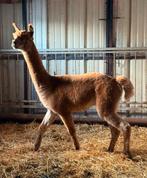 Alpaca hengst 1,5jaar, Dieren en Toebehoren, Overige Dieren, Mei, Mannelijk