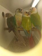 pyrrhura, Dieren en Toebehoren, Geringd