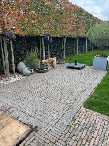 Terras klinkers beschikbaar voor biedingen