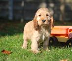 Engelse Cocker pups, Plusieurs, Parvovirose, Belgique, Plusieurs animaux