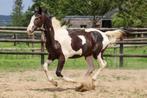 Zangersheide Tobiano Hengst, Dieren en Toebehoren, Springpaard, Gechipt, Niet van toepassing, 0 tot 2 jaar