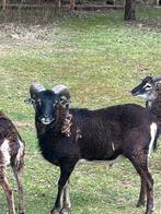 Soay schaap, prachtige zwarte ram, Dieren en Toebehoren, Schapen, Geiten en Varkens, Mannelijk, Schaap, 0 tot 2 jaar
