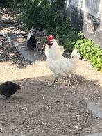 Gratis hanen, Mâle, Poule ou poulet