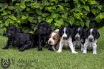 Engelse cocker pups, beide ouders zijn hier aanwezig, Dieren en Toebehoren, België, CDV (hondenziekte), 8 tot 15 weken, Teef
