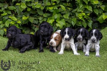 Engelse cocker pups, beide ouders zijn hier aanwezig beschikbaar voor biedingen