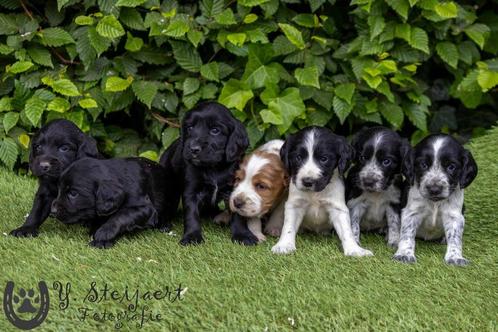 Engelse cocker pups, beide ouders zijn hier aanwezig, Dieren en Toebehoren, Honden | Retrievers, Spaniëls en Waterhonden, Teef