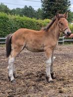 Trekpaard merrieveulen, Dieren en Toebehoren, Paarden, Gechipt