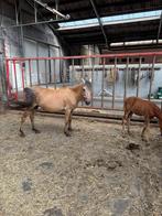 Welsh merrie met hengst veulen, Dieren en Toebehoren, Pony's, Niet van toepassing, C pony (1.27m tot 1.37m), Gechipt, Tuigpony
