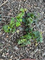 Braambes plant doornloos, Tuin en Terras, Planten | Tuinplanten, Ophalen