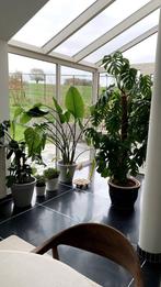 diverse grote kamerplanten, Huis en Inrichting, Ophalen