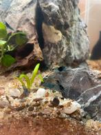 Blue-black carbon rili garnalen- blauwe garnaaltjes aquarium, Dieren en Toebehoren, Kreeft, Krab of Garnaal, Zoetwatervis, Schoolvis