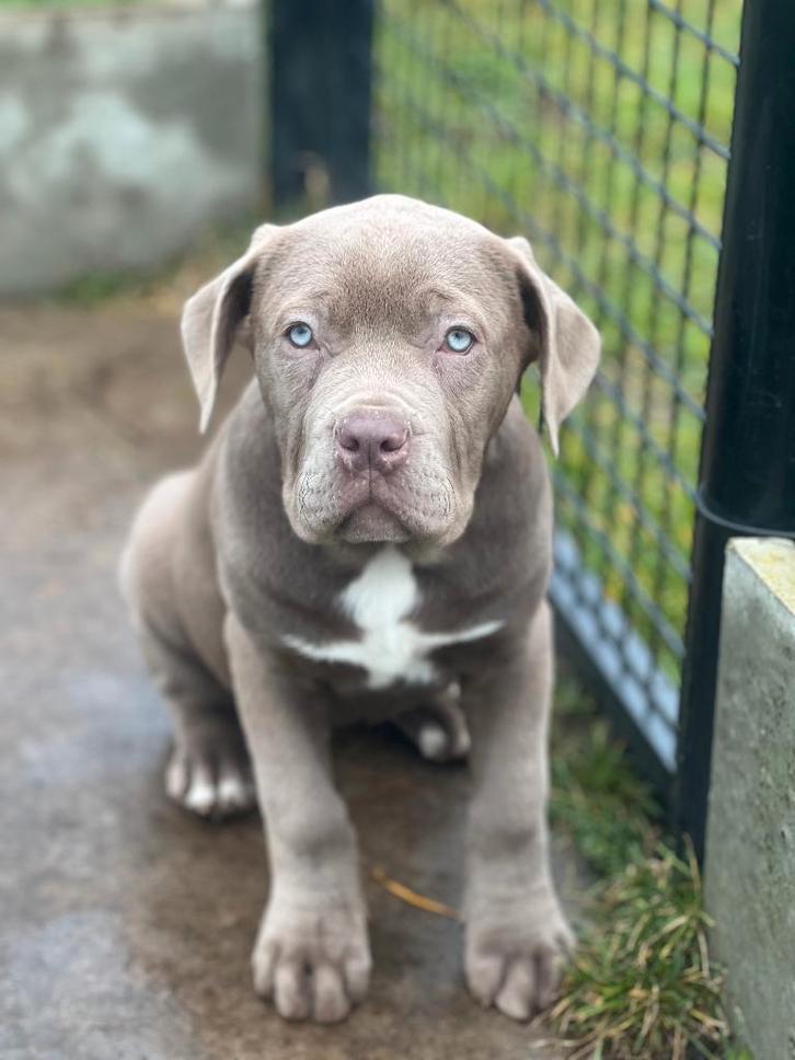 Chiots Cane Corso belges robustes à vendre, Animaux & Accessoires, Chiens | Bouledogues, Pinschers & Molossoïdes, Plusieurs animaux