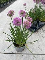 Allium millenium p17, Ophalen, Zomer, Vaste plant, Volle zon