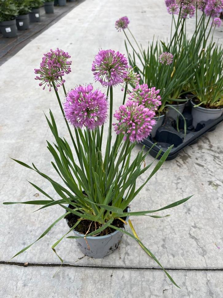 Allium millenium p17, Tuin en Terras, Planten | Tuinplanten, Vaste plant, Volle zon, Zomer, Ophalen