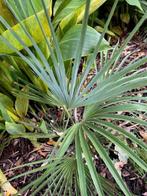 Trachycarpus princeps x nanus, Tuin en Terras, Ophalen of Verzenden, Lente, Minder dan 100 cm, Palmboom