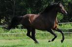 3 Prachtige Arabische volbloed merries aangeboden, Dieren en Toebehoren, Paarden, Minder dan 160 cm, Gechipt, Niet van toepassing
