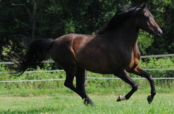 3 Prachtige Arabische volbloed merries aangeboden, 11 ans ou plus, Moins de 160 cm, Plusieurs animaux, Cheval de récréation