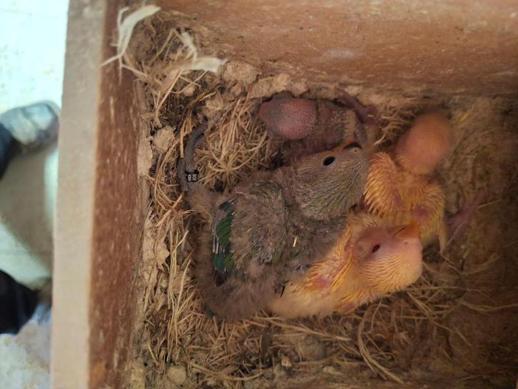 VOGELS VOOR PAPVOEDING ROSEI COLLIES, Dieren en Toebehoren, Vogels | Parkieten en Papegaaien, Dwergpapegaai of Agapornis, Meerdere dieren