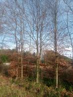 Rode beuk,,hoogte 8a10 meter ,stamdikte 35/40en 40/50, Tuin en Terras, Ophalen of Verzenden, Overige soorten, 400 cm of meer