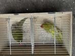 Kakariki olijf popjes jonge vogels, Dieren en Toebehoren, Meerdere dieren, Parkiet, Tam