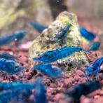Blue dream neocaridina garnalen, Dieren en Toebehoren, Vissen | Aquariumvissen