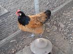 kippen : goudbrakel, araucana, vorwerk, faverolles, brahma, Dieren en Toebehoren, Pluimvee, Vrouwelijk, Kip