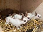 Dwergkonijntjes, Dieren en Toebehoren, Konijnen, Meerdere dieren, Dwerg, 0 tot 2 jaar