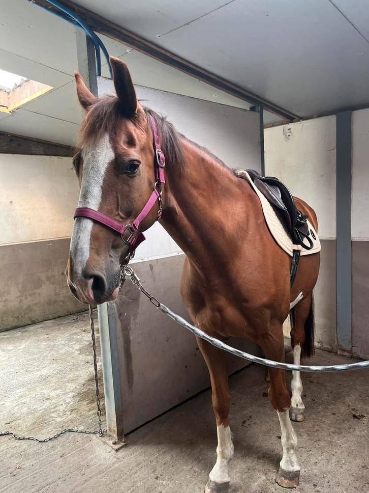 Allround paard te koop met stamboom. Blue Vevet DW Z, Dieren en Toebehoren, Paarden, Z, Met stamboom