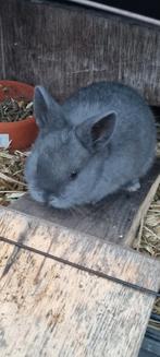 dwergkonijnen te koop, Dieren en Toebehoren, Konijnen