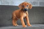 Prachtige Rhodesian Ridgeback pups, Dieren en Toebehoren, België, Overige rassen, CDV (hondenziekte), 8 tot 15 weken