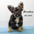 "Brutus" Fluffy Franse Bulldog - pup te koop, 15 weken tot 1 jaar, Buitenland, CDV (hondenziekte), Eén hond