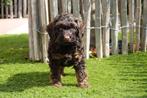 Prachtige mini Labradoodle pups, Dieren en Toebehoren, België, Overige rassen, CDV (hondenziekte), 8 tot 15 weken