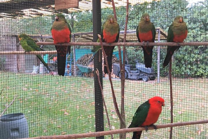KONINGS PARKIETEN, Dieren en Toebehoren, Vogels | Parkieten en Papegaaien, Parkiet, Meerdere dieren, Tam, Geringd