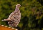 Geringde fazanten 2024, Dieren en Toebehoren, Pluimvee