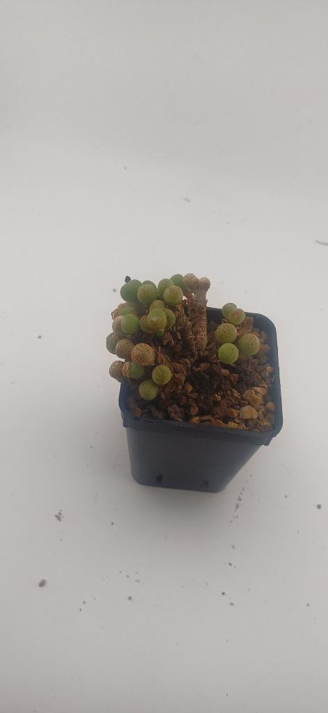 conophytum, Huis en Inrichting, Kamerplanten, Vetplant, Minder dan 100 cm, Groene kamerplant, Volle zon, Ophalen of Verzenden