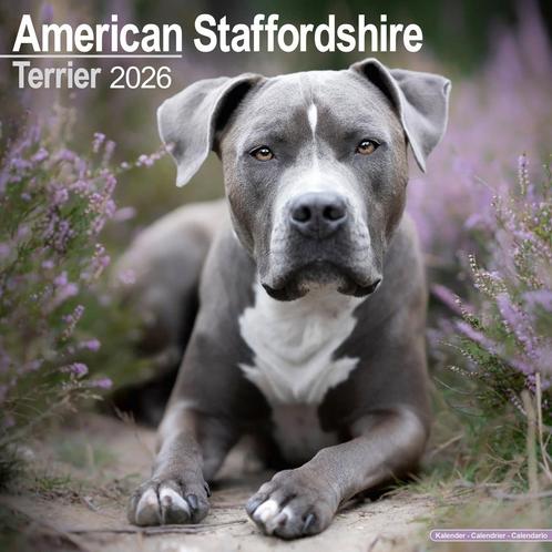 American Staffordshire Terrier-kalender 2026, Diversen, Kalenders, Nieuw, Jaarkalender, Ophalen of Verzenden