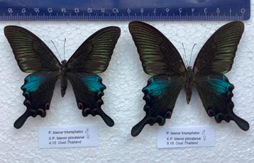 Unieke hybride vlinders : P. bianor ssp. 16 € / specimen 