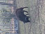 Nieuwe thuis Ram en schaap, Schaap